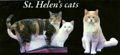St. Helen's cats
