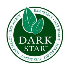 Ilex Select DARK STAR