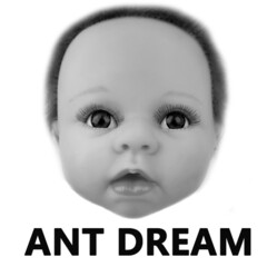 ANT DREAM