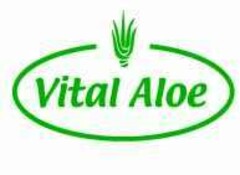 VITAL ALOE