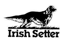 Irish Setter