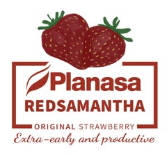 PLANASA REDSAMANTHA ORIGINAL STRAWBERRY EXTRA-EARLY AND PRODUCTIVE