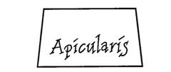 Apicularis