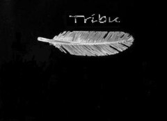 Tribu