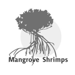 Mangrove Shrimps