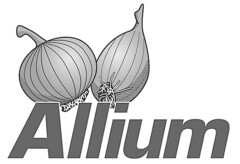 Allium