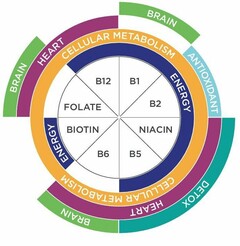 BRAIN BRAIN DETOX BRAIN HEART ANTIOXIDANT HEART CELLULAR METABOLISM CELLULAR METABOLISM ENERGY ENERGY FOLATE B12 B1 B2 NIACIN B5 B6 BIOTIN