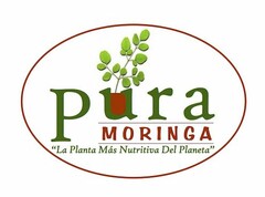 PURA MORINGA "LA PLANTA MÁS NUTRITIVA DEL PLANETA"