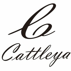 C CATTLEYA