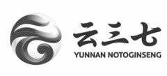 YUNNAN NOTOGINSENG