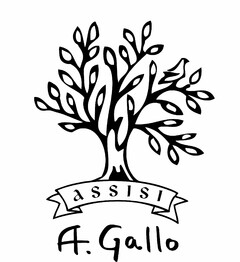 ASSISI - A. GALLO