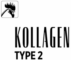 KOLLAGEN TYPE 2