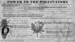 POWER TO THE POLLINATORS NATIVE AMERICAN INDIANS.. BEE DIE MAN HAS FOUR YEARS LEFT.. ALBERT EINSTEIN ECHOED THIS "WHEN THE HONEY  BEES ARE THE WISDOM KEEPERS OF THE SOUTH, SUMMER IS THEIR SEASON INDIAN BEE GODDESS-BHRAMAN DEVI. GODDESS FREQUENTLY TURN INTO BEES TO WARD OFF DEMONS AND PURIFY THE LAND WHEN RA THE EGYPTIAN SUN GOD WEEPS, THE WATER WHICH FLOWS FROM HIS EYES TURNS INTO WORKING BEES. OUR SMALLEST TEACHERS OFFER US OUR MOST PROFOUND LESSONS THE HEXAGON SHAPE IS COSMIC HARMONY THESE GEOMETRIC STRUCTURES ARE HIGHLY ARCHETYPAL TO HUMAN CONSCIOUSNESS THE AVERAGE WORKER BEE WILL MAKE ONE 12TH OF A TEASPOON OF HONEY BEE HUMMING WAS EMULATED IN VECTIC CHANTS EGYPTIANS WERE BURIED WITH THEIR HONEY HONEY BEE ALCHOMIZES THE ELEMENT OF FIRE FROM THE SUN INTO THE SWEETNESS OF LIFE INSECTS ARE OUR FIRST ALERTERS-OUR BODIES ARE EXTENSIONS OF MOTHER EARTH BEES REPRESENT THE INTERCONNECTEDNESS OF ALL THINGS AS THEY MOVE FROM FLOWER TO FLOWER MONKS LIVED IN BEE-HIVE SHAPED HUTS FOUR OF TEN BITES OF FOOD COME FROM THE WORK OF BEES AS WE HEAL AND TRANSFORM OURSELVES, EARTH HEALS WITH US BEES COMMUNICATE THROUGH DANCING THE ICON OF NAPOLEON'S REIGN " THE BEE" HONEY BEE BREATHING ACTIVATES THE THIRD EYE CHAKRA CELEBRATE THE DANDELIONS BEES ARE SO SMALL AND ABLE TO ACHIEVE SO MUCH HONEY BOOST SERITONIN SIX PARTTS OF THE EYE ARE ASSOCIATED WITH OUR SIX SENSES 6 BEE IS "FU" IN CHINESE, ICONOGRAPHY REPRESENTS HAPPINESS, LUCK, PROSERITY AND PEACE BEES LABOR FOR OTHERS AND WORK UNCEASINGLY FOR THE COMMON GOOD BEES ARE PRODUCTIVE NEVER SIDE-TRACKED FROM THEIR GOAL BEES EYES ARE MADE FROM HUNDREDS OF HEXAGONS THE BEES ARE ALTRUISTIC AND SERVES OTHERS BEFORE IT SERVES ITSELF BEES ARE THE MESSENGERS OF LIFE AND SERVICE THE ONLY DIFFERNCE BETWEEN A WEED AND A FLOWER IS JUDGEMENT. HONEY BEES ARE THE STARK HONEST MIRROR OF THE HEALTH OF HUMANS- THE SACRED HEXAGON SHAPE OF THE HONEYCOMB IS LIKE OUR CELLS. BEES SYMBOLIZE COMMUNITY AND TEAMWORK BUZZZZ HMMM ZUM ZUM THE INFINITE BUZZING IS RELATED TO THE PRIMORDIAL ACT OF CREATION