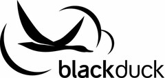 BLACK DUCK