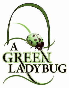 A GREEN LADYBUG