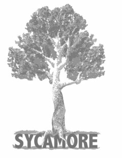 SYCAMORE