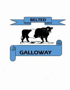BELTED GALLOWAY