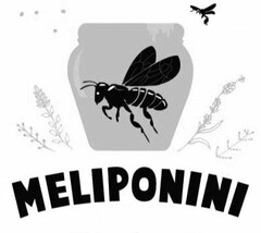 MELIPONINI HONEY