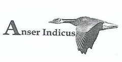 ANSER INDICUS