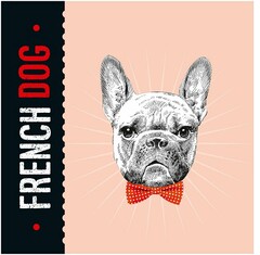 · FRENCH DOG ·