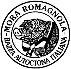 MORA ROMAGNOLA - RAZZA AUTOCTONA ITALIANA