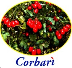 Corbarì