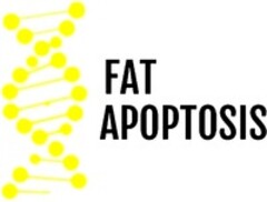 FAT APOPTOSIS