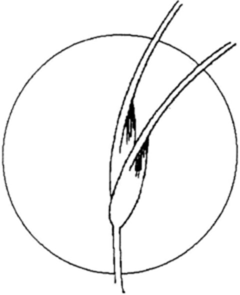 2096925 Logo (DPMA, 27.08.1994)