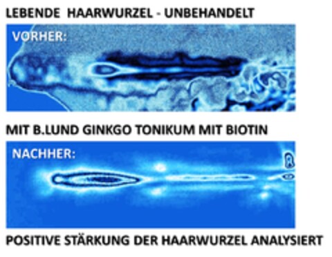 MIT B.LUND GINKGO TONIKUM MIT BIOTIN Logo (DPMA, 05.12.2019)