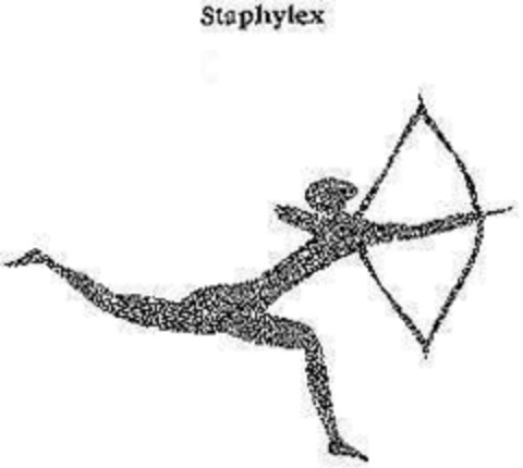 Staphylex Logo (DPMA, 10.09.1994)