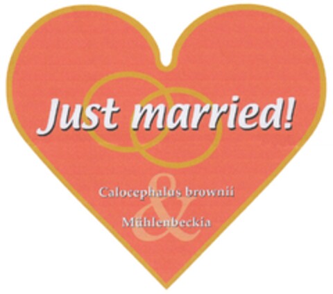 Just married! Calocephalus brownii Mühlenbeckia Logo (DPMA, 11.04.2012)