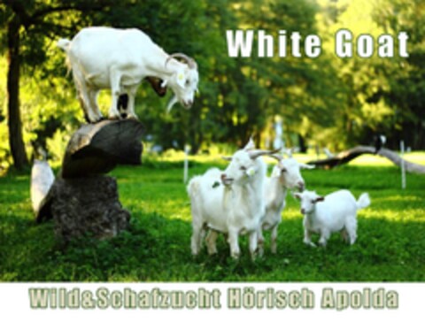 White Goat Wild&Schafzucht Hörisch Apolda Logo (DPMA, 09/27/2022)