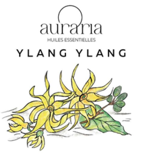 auraria HUILES ESSENTIELLES YLANG YLANG Logo (EUIPO, 05/14/2024)