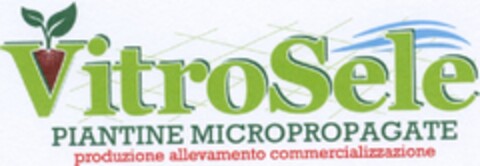 VITROSELE Piantine micropropagate produzione allevamento commercializzazione Logo (EUIPO, 26.09.2011)