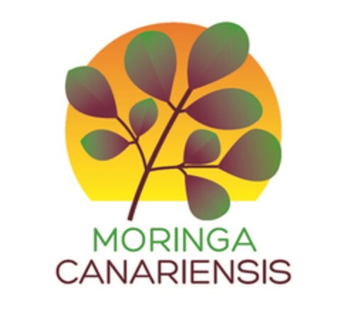 MORINGA CANARIENSIS Logo (EUIPO, 31.01.2014)