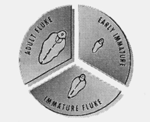 ADULT FLUKE EARLY IMMATURE IMMATURE FLUKE Logo (IGE, 05/07/1997)