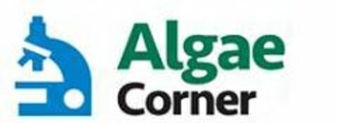 ALGAE CORNER Logo (USPTO, 06.02.2020)