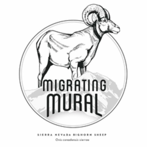 MIGRATING MURAL SIERRA NEVADA BIGHORN SHEEP OVIS CANADENSIS SIERRAE Logo (USPTO, 20.11.2017)