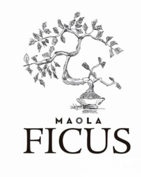 MAOLA FICUS Logo (USPTO, 23.12.2016)