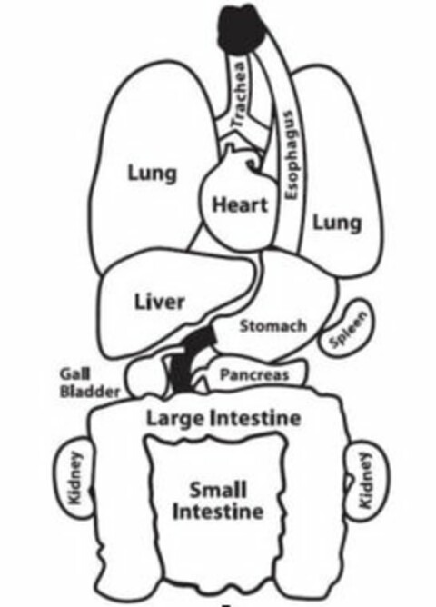 TRACHEA LUNG HEART ESOPHAGUS LUNG LIVER STOMACH SPLEEN GALL BLADDER PANCREAS LARGE INTESTINE KIDNEY SMALL INTESTINE KIDNEY Logo (USPTO, 11/30/2010)