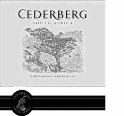 CEDERBERG SOUTH AFRICA WIDDRINGTONIA CEDARBERGENSIS Logo (USPTO, 01/12/2010)