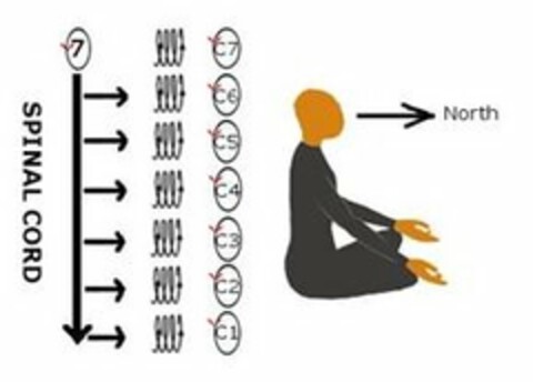 SPINAL CORD NORTH 7 C7 C6 C5 C4 C3 C2 C1 Logo (USPTO, 06/28/2019)