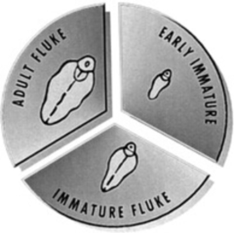 ADULT FLUKE EARLY IMMATURE IMMATURE FLUKE Logo (WIPO, 11.09.1997)